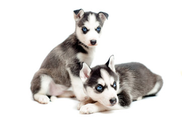 Fototapeta premium Two cute, 4 weeks old siberian husky puppies