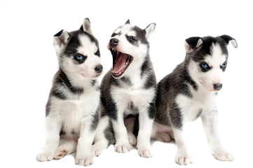 Fototapeta premium sleepy 5 weeks old siberian puppies isolated on white