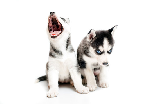 Sleepy cute little husky puppy on white