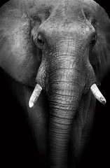 Wild African Elephant (Artistic Edit)