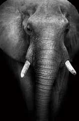 Poster Im Rahmen Wilder afrikanischer Elefant (Künstlerische Bearbeitung) © donvanstaden