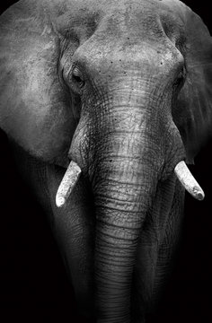 Fototapeta Wild African Elephant (Artistic Edit)