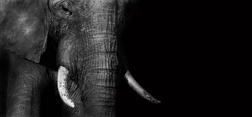 Poster Im Rahmen Elefant (Creative Edit) © donvanstaden