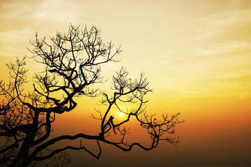 tree in sunset in winter season