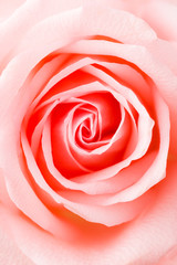 Obraz na płótnie Canvas Pink Rose texture