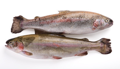 Isolated photo of two fresh whole trout