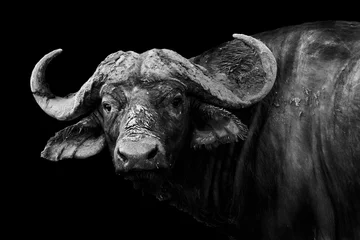Fototapeten Büffel in Schwarzweiß © donvanstaden
