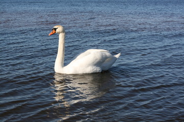 Fototapeta premium Beautiful White Swan