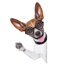 dumb crazy dog