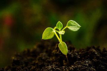 Green plant growing from the soil