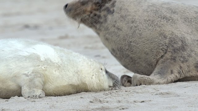 Kegelrobben auf Helgoland