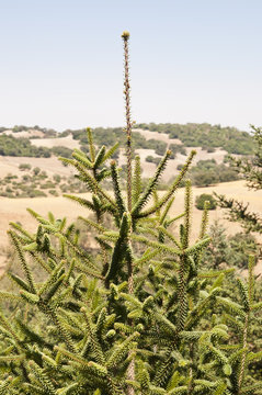 Spanish fir, Abies pinsapo