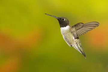 Fototapeta na wymiar Czarny-chinned Hummingbird odkurzanie