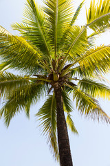 coconut  tree against the blue skies