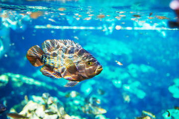 Fototapeta premium Fish underwater