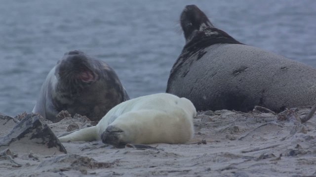Kegelrobben auf Helgoland