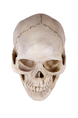 Obraz premium skull