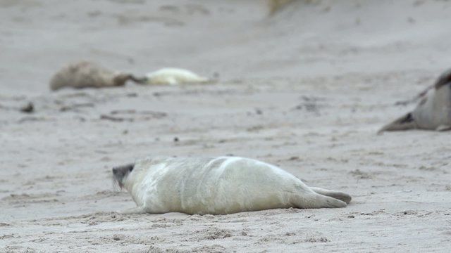 Kegelrobben auf Helgoland
