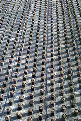 Fototapeta premium Commercial plants growing in greenhouse