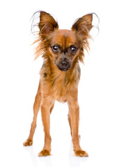 Russian toy terrier standing in front. isolated on white 