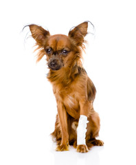Russian toy terrier with an injured leg. isolated on white 
