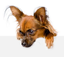 Dog above white banner looking down. isolated on white 