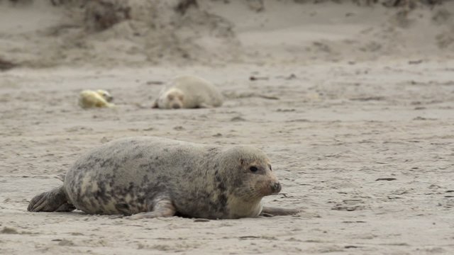 Kegelrobben auf Helgoland