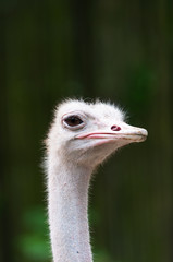 Ostrich