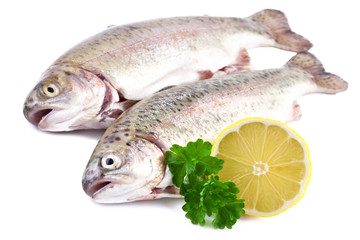 Trout fish