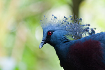 Victoria Crowned Pigeon