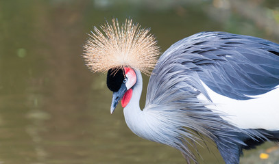 Fototapeta premium Grey Crowned Crane