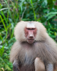 Hamadryas Baboon