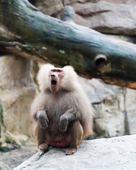 Hamadryas Baboon