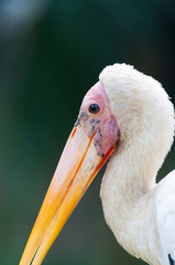 Yellow-billed Stork