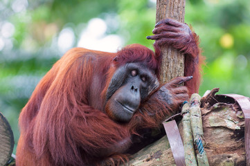 Borean Orangutan