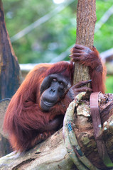 Borean Orangutan