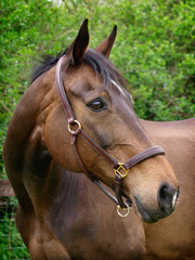 Horse Head Shot