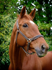 Horse Head Shot