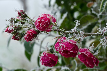 Rosen bei Frost