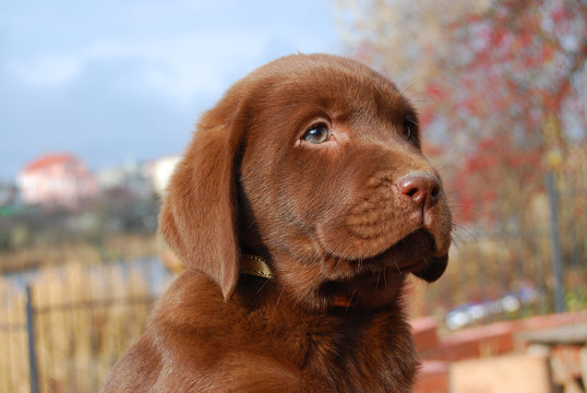 Chocolate Labrador Images Browse 258 100 Stock Photos Vectors And Video Adobe Stock