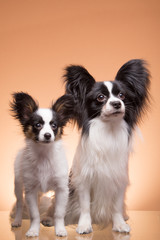 two papillon dogs on pink background