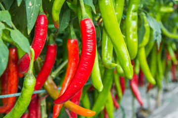 Red and green chilies growing in the vegetable  garden.