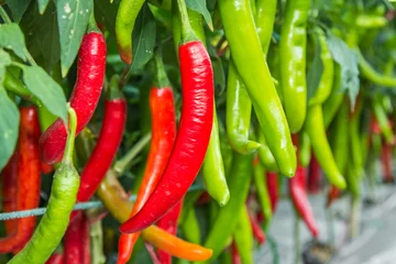 Fotobehang Chili Pepers Red and green chilies growing in the vegetable  garden.  © virojp
