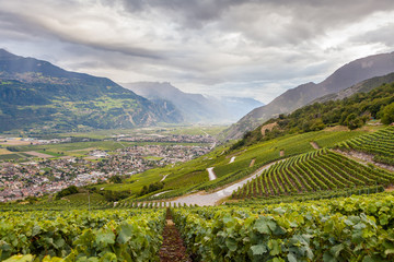 Fototapeta na wymiar Vigneti sotto le alpi svizzere