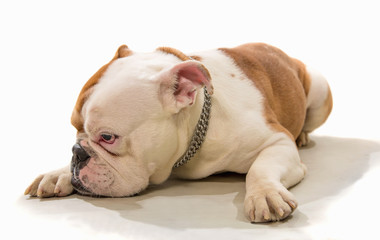 The sad French bulldog