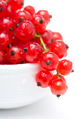 bowl of red currant isolated, selective focus, close-up