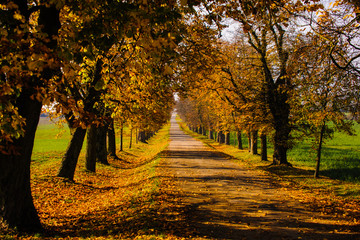 Autumn alley