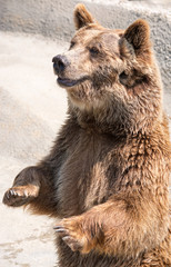 Obraz premium The brown bear (Ursus arctos) is among the largest and most powe