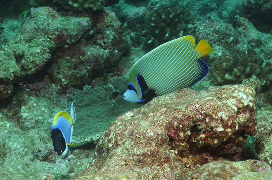Imperator Kaiserfisch
