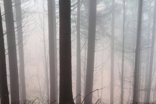 pistoia riserva naturale di acquerino in autunno